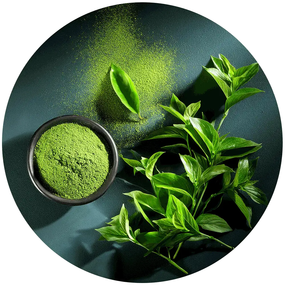 Green Tea Extract Ingredient