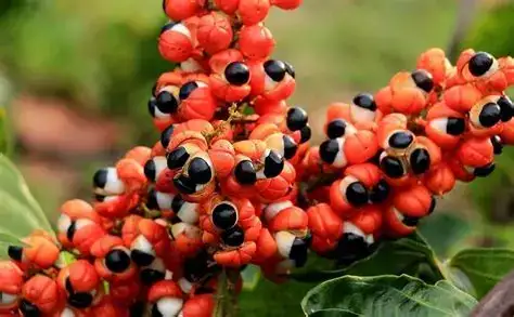 Guaraná ingredient